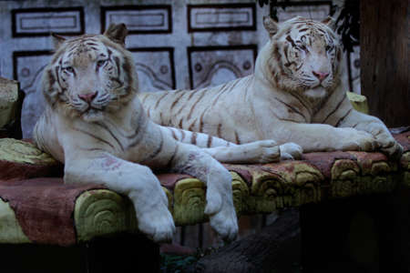 A pair of white tigers get ready to mate.