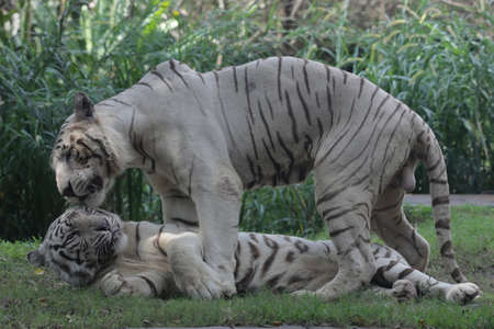 A pair of white bengal tigers get ready to mate.