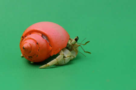 A hermit crab (Paguroidea sp) are walking slowly.