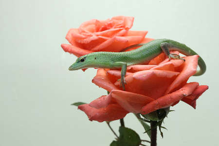 An Emerald Tree Skink (Lamprolepis smaragdina) is sunbathing before starting its daily activities.