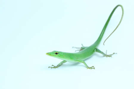 An Emerald Tree Skink (Lamprolepis smaragdina) is sunbathing before starting its daily activities.