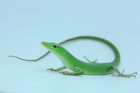 An Emerald Tree Skink (Lamprolepis smaragdina) is sunbathing before starting its daily activities.