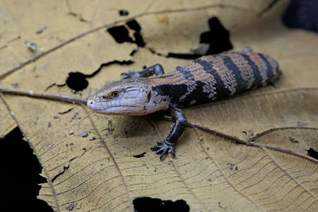 A Blue tongued skink (Tiliqua sp) is starting its daily activities.