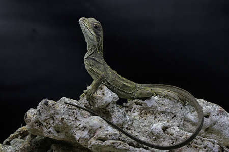 A baby sail fin dragons (Hydrosaurus sp) are sunbathing on dry wood.