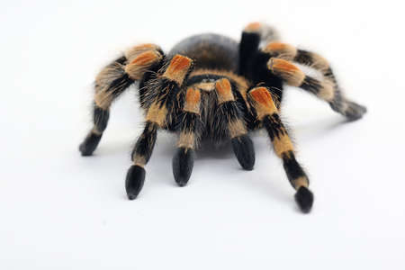 A tarantula hides behind weathered wood.