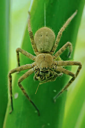 A tarantula hides behind weathered wood.の写真素材
