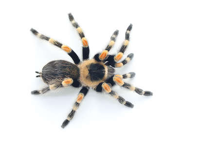 A tarantula hides behind weathered wood.