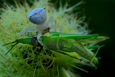 A white crab spider (Thomisus spectabilis) is preying on a green grasshopper.の写真素材