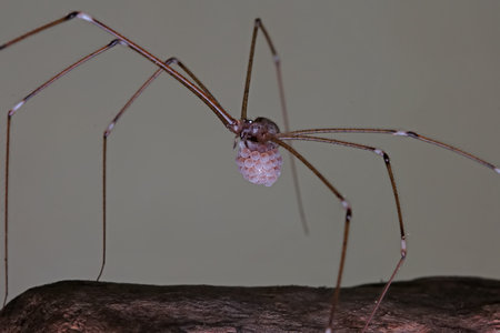 A mother long-legged spider carries her eggs wherever she goes to protect her eggs from predators.の写真素材
