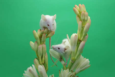 Two young white mice are eating buttered cassava chips in wildflowers.