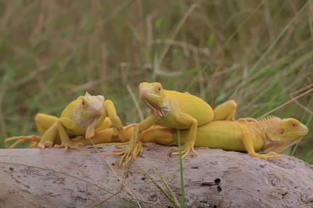 A group of yellow iguanas are sunbathing on dry wood.の写真素材