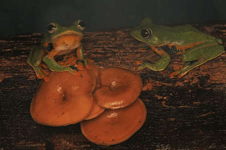 Two green tree frog (Rhacophorus reinwardtii) are resting on weathered wood covered with mushrooms.の写真素材