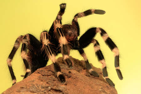 A tarantula is showing aggressive behavior.