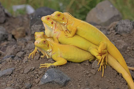 A group of yellow iguanas are sunbathing on dry wood.の写真素材