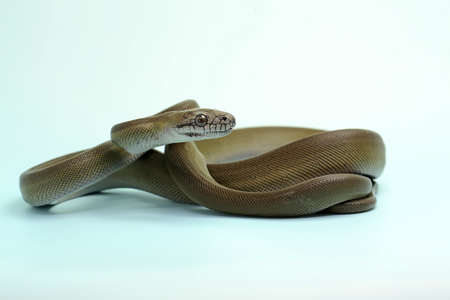 A Papuan Olive Python (Apodora papuana) is showing aggressive behavior.の写真素材
