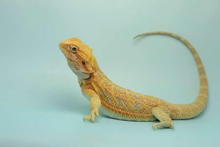 A bearded dragon (Pogona sp) is showing aggressive behavior.