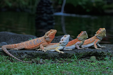 A group of bearded dragons (Pogona sp) are sunbathing before starting their daily activities.の写真素材