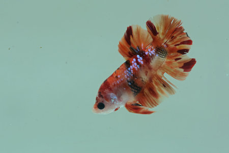 betta splendens (Betta sp)  is swimming gracefully.の写真素材