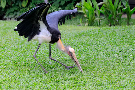 Two lesser adjutants (Leptoptilos javanicus) who were on the prowl met a pelican in a meadow.の写真素材