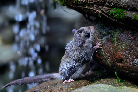 A cute baby flying squirrel (Lomys horsfieldi).