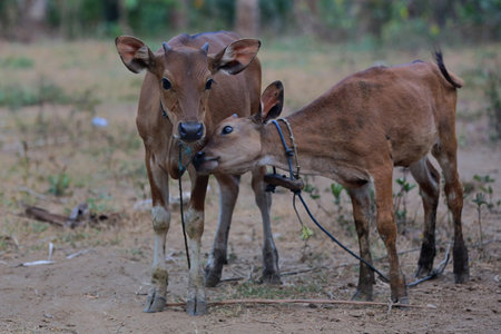 Young cow (Bos javanicus) raised by farmers in Bali, Indonesia for their meat.の写真素材