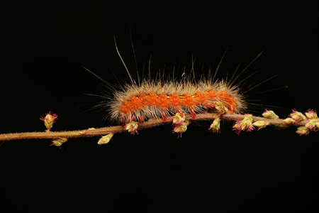 A caterpillar is looking for food in a wild flower.の写真素材
