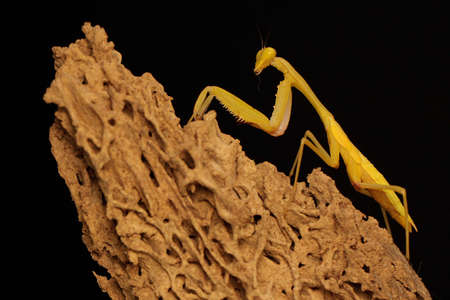 A bright yellow praying mantis is looking for prey.の写真素材
