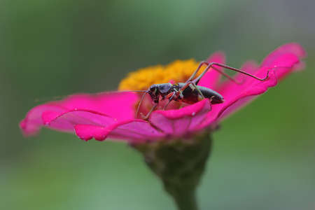 The beauty of wild flowers in full bloom.の写真素材