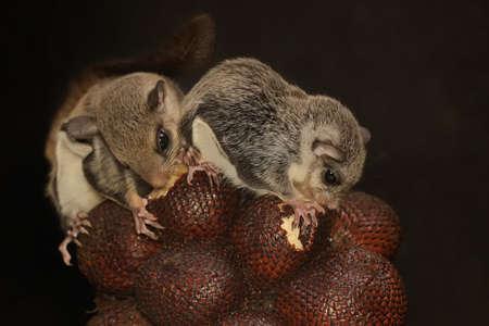 A flying squirrel (Lomys horsfieldi) eating pineapple. These animals are nocturnal or active at night.の写真素材