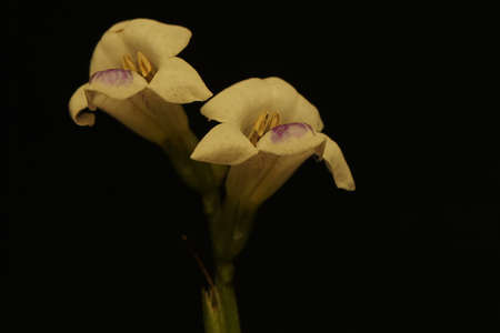 The beauty of wildflowers that bloom perfectly in the morning.