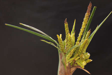 The beauty of coconut tree (Cocos nucifera) bonsai is bearing fruit.