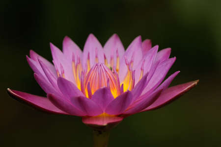 Beauty of purple water lily.の写真素材