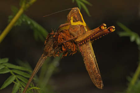 A young grasshopper is resting on a leaf.