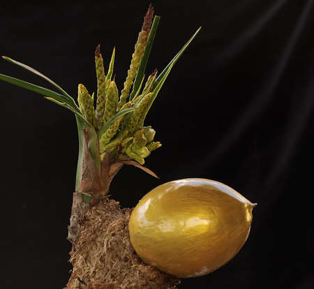 The beauty of coconut tree (Cocos nucifera) bonsai is bearing fruit.