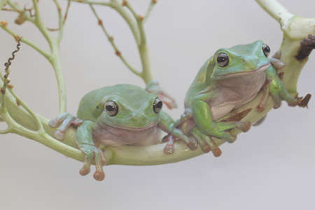 Two dumpy tree frogs resting on a buush. This green amphibian has the scientific name Litoria...