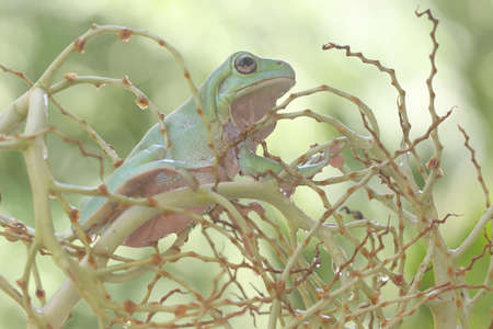 A dumpy frog (Litoria caerulea) is looking for prey in the bushes.