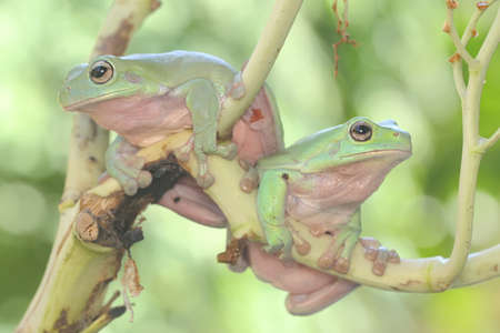 Two dumpy tree frogs resting on a buush. This green amphibian has the scientific name Litoria caerulea.の写真素材