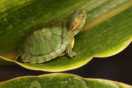 A red eared slider tortoise is basking before starting its daily activities. This reptile has the...