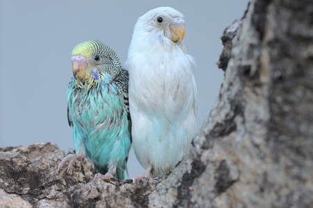 Two parakeets (Melopsittacus undulatus) resting in a bush.の写真素材