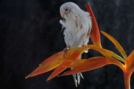 A parakeet (Melopsittacus undulatus) resting in a bush.