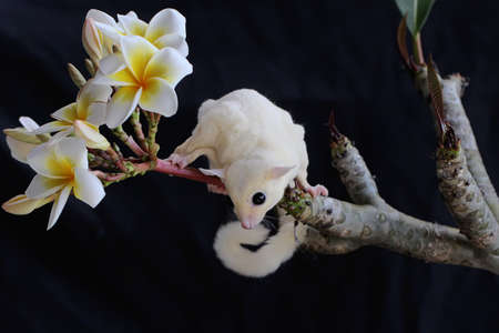 A leucistic sugar glider is looking for food. These marsupials eat fruit and small insects.