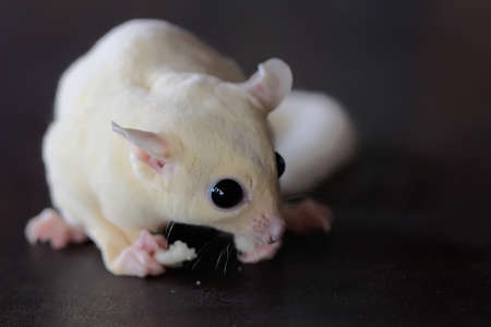 A leucistic sugar glider is looking for food. These marsupials eat fruit and small insects.の写真素材