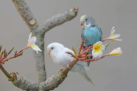 Two parakeets (Melopsittacus undulatus) resting in a bush.の写真素材