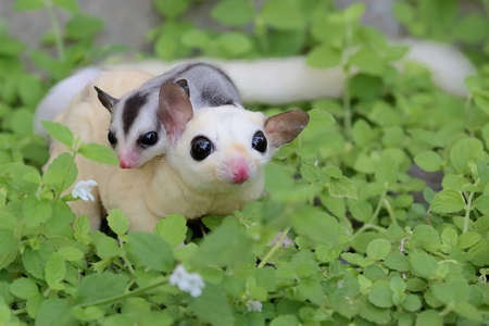 A mother sugar glider is looking for food while holding her two babies.