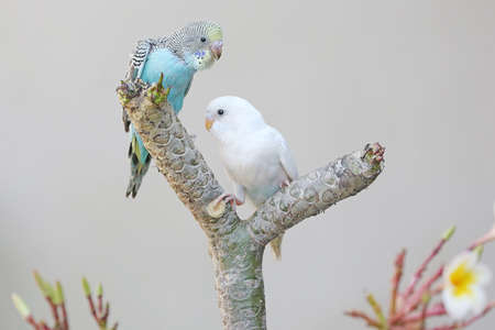 Two parakeets (Melopsittacus undulatus) resting in a bush.の写真素材