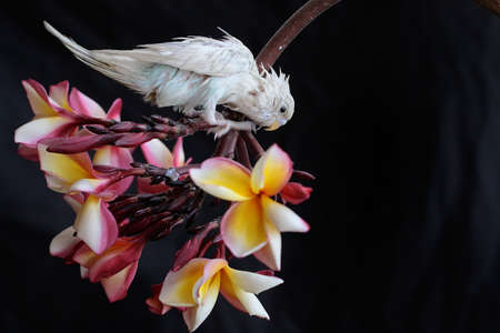 A parakeet (Melopsittacus undulatus) resting in a bush.