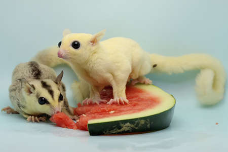 Two sugar gliders are eating watermelon. These marsupials eat fruit and small insects.