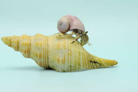 A hermit crab (Paguroidea sp) are walking slowly.