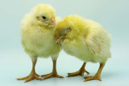 The beauty of the feathers of a newly hatched chicken from an egg.