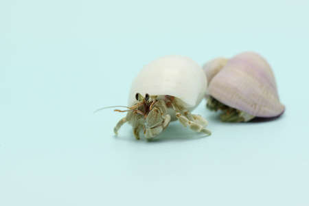 A hermit crab (Paguroidea sp) are walking slowly.の写真素材